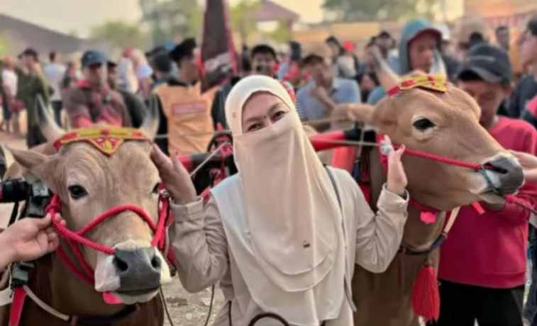 Lolos Seleksi Kabupaten, Dua Sapi Unggulan DRT Wakili Sumenep di Piala Presiden
